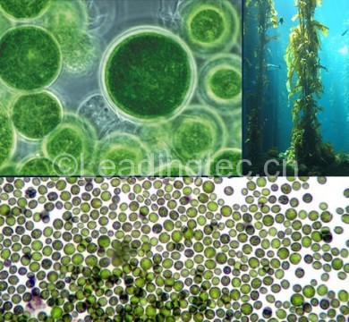 小球藻(chlorella sp.)水质改良剂