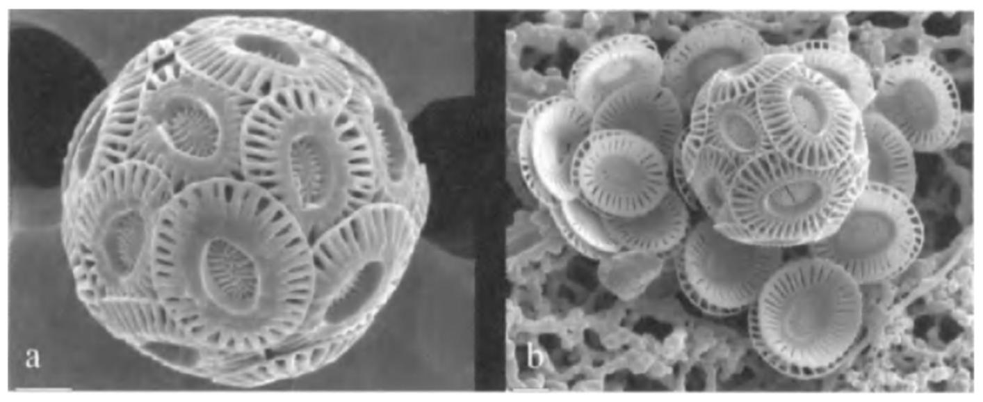 什么是微藻 上海光语生物科技有限公司
