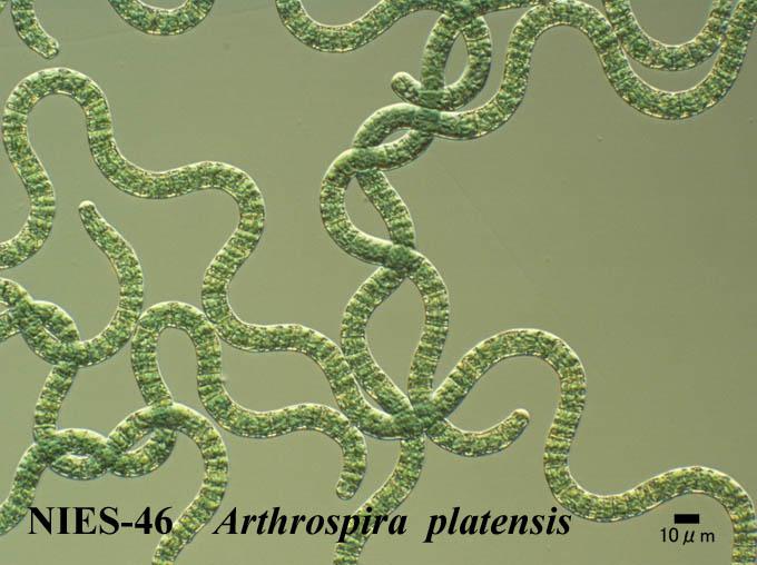 钝顶螺旋藻(arthrospira platensis) (nies-46)