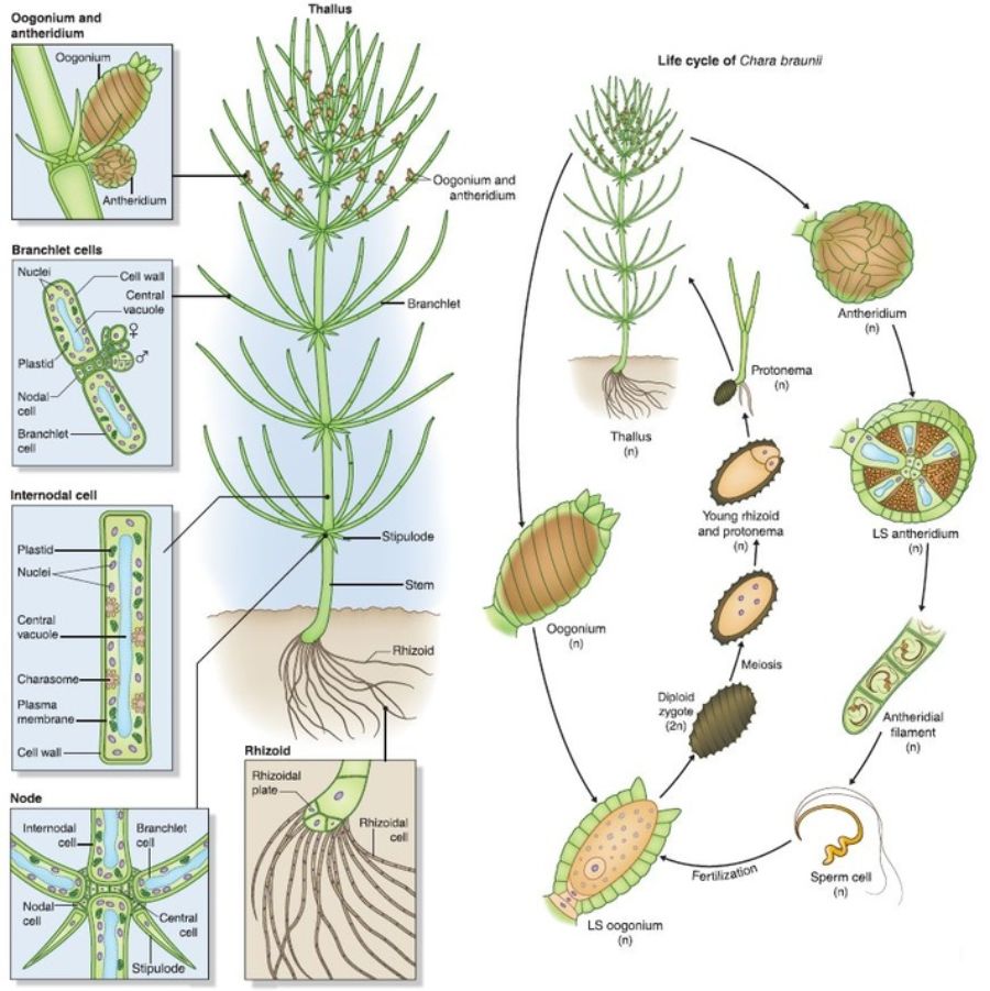 藻类植物生物圈图片